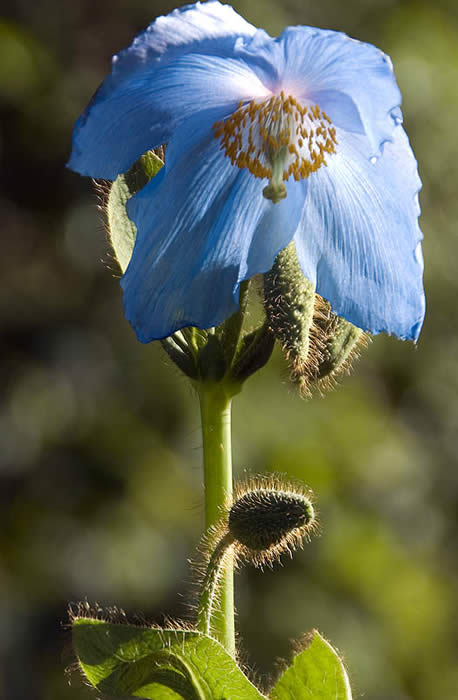 Meconopsis Lingholm